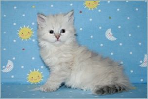 Female Siberian Kitten from Deedlebug Siberians